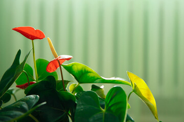 Anthurium flower on a green background without a drop of water. High quality photo