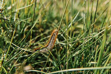 sitting on the grass