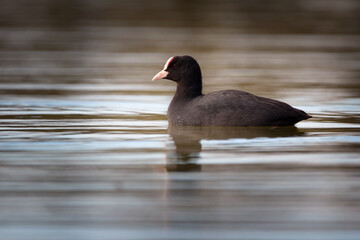 Eurasian coot - Fulica atra, also known as the common coot, or Australian coot