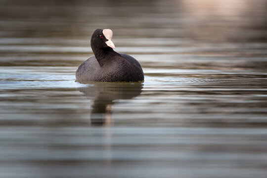 Eurasian coot - Fulica atra, also known as the common coot, or Australian coot