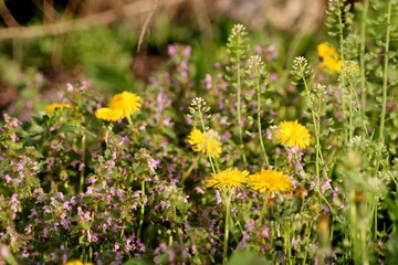 Yellow dandelions are blooming in the grass. Wild fluffy yellow flowers in a sunny meadow. Spring field under the sun. Background picture