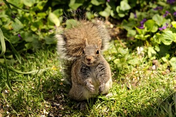 Naklejka na ściany i meble Squirrel in spring garden, Ontario 