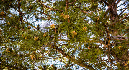 A Multitude of Pine Cones