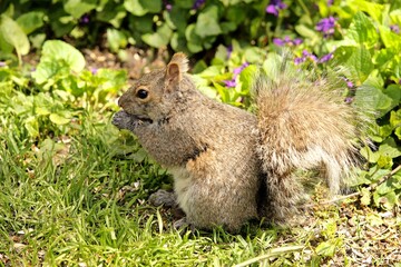 Obraz premium Squirrel in spring garden, Ontario 