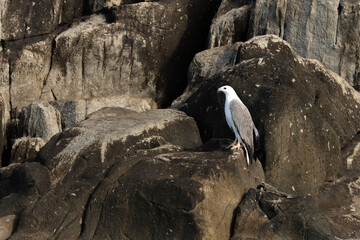 Sea Eagle 