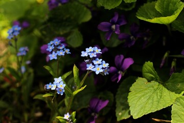Forget-me-not flowers in the garden 