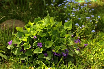 Wild violets in the garden 