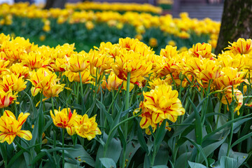 Lush yellow-red tulips grow in rows in the garden