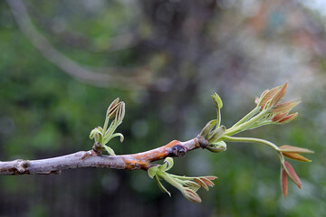 Júglans régia. Young leaves of a walnut tree on a branch. Walnut leaves bloom in spring.