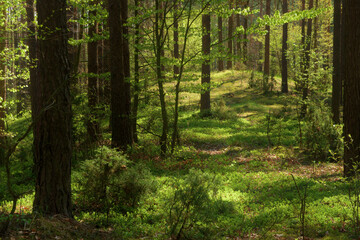 green forest in the morning