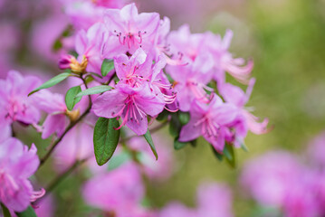 Beautiful Rhododendron Flower Bushes and Trees in a Garden Landscape