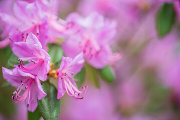 Fototapeta na wymiar Beautiful Rhododendron Flower Bushes and Trees in a Garden Landscape