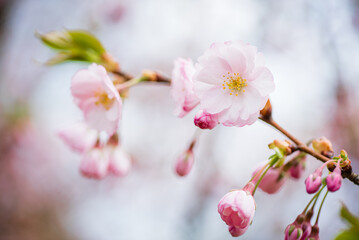 cherry blossom in the garden