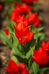 Obraz na płótnie Canvas tulips in the spring garden