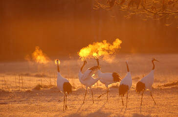 吐息が光るタンチョウの鳴き合い（北海道・鶴居村）
