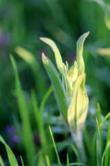 Wild herbs in spring under the sun. Green grass close up. Plants in a spring meadow. Background picture.