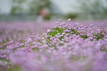 大阪府高槻市 田んぼに咲くレンゲの花