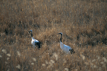 魚を捕らえたタンチョウ（北海道・標茶町）
