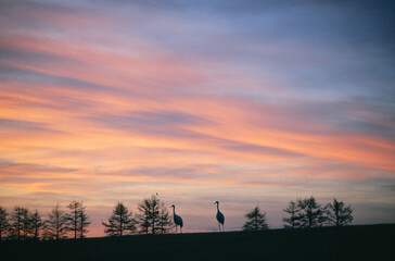 朝焼けの丘を歩くタンチョウ（北海道・鶴居村）

