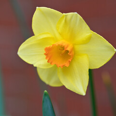 Fototapeta na wymiar Daffodil in flower with a red brick wall background, United kingdom