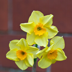 Triple headed Daffodil in flower against a red brick wall background