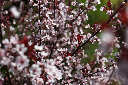 Purple Leaf Sand Cherry Prunus X Cistena In Bloom