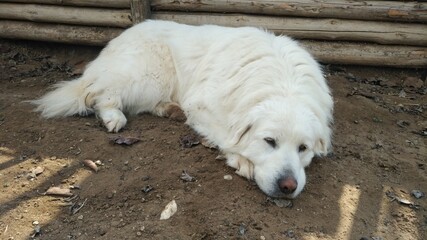 akbash anatolian dog sheepdog	
