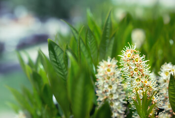 Cherry Laurel in bloom, closeup. Beautiful fragrant evergreen shrub also known as Prunus laurocerasus or English Laurel. Selective focus on tiny white flowers in bloom with defocused green foliage.