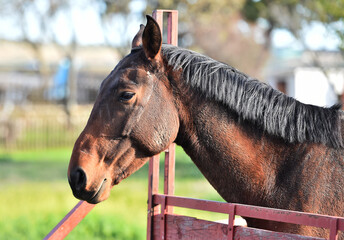 cabeza de caballo