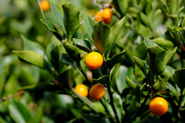 美味しいオレンジ色のキンカン