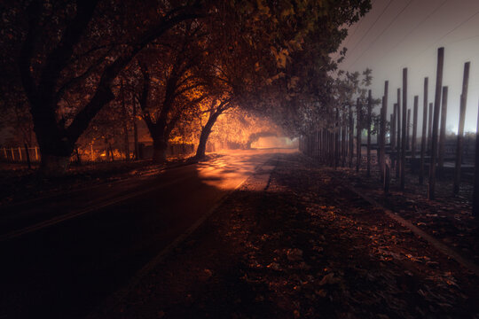 Arboleda Nocturna © claudio