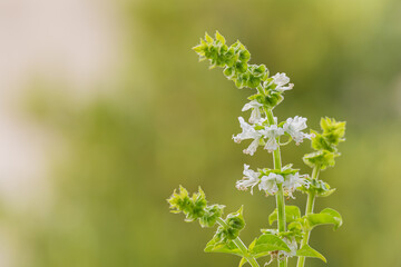 plant basil with flowers on blur background .ocimum basilicum