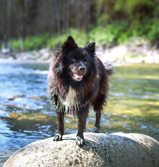 Obraz na płótnie Canvas Wet dog standing on rock in front rive, waiting for owner to throw a stick. A black soaked male shepherd x keeshond dog has been swimming or playing in the river, on the morning walk. Selective focus.