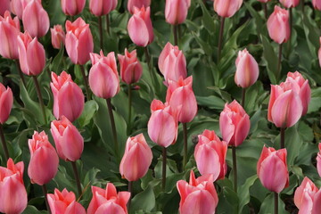 Obraz premium Tulipe