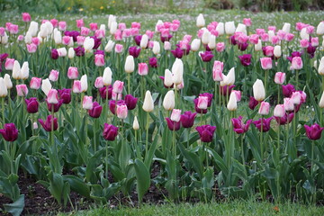 Fototapeta premium Tulipe