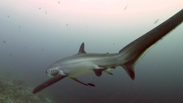 Pelagic Thresher Fox Shark with a big tail, Alopias pelagicus, underwater swim in blue ocean looking for food fish hunting. Divers watching sharks. Scuba Diving in Philippines sea water.