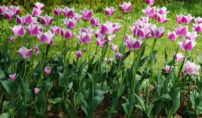 Fototapeta premium Tulipe