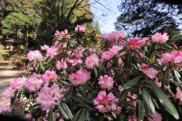 室生寺とシャクナゲ
