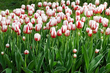 Fototapeta premium tulipe