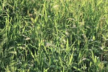 green grass plant nature landscape