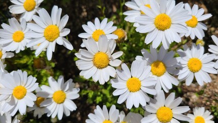daisies in the garden