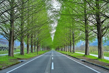 新緑の若葉に包まれたメタセコイヤ並木の情景＠滋賀