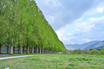 新緑のメタセコイヤ並木の情景＠滋賀