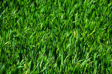 green grass plant nature landscape