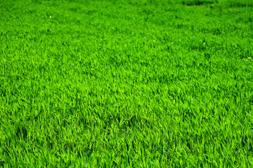 green grass plant nature landscape