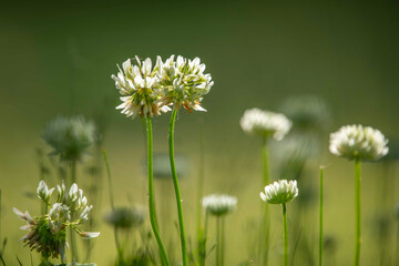 Detailed Clover Flowers in a Large Field