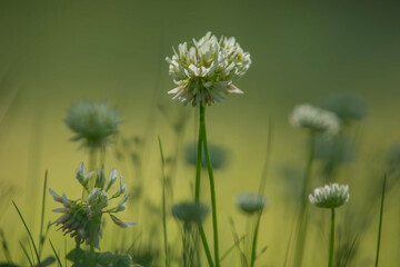 Detailed Clover Flowers in a Large Field