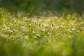 field of Clover Flowers