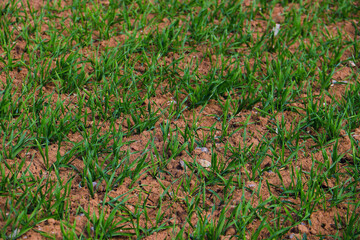 green grass plant nature landscape