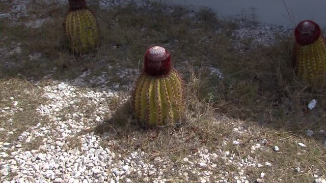 Turks Head Cactus (Melocactus intortus), Grand Turk, Turks and Caicos Islands.